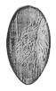 dl0270r.jpg - 1955 Bytes